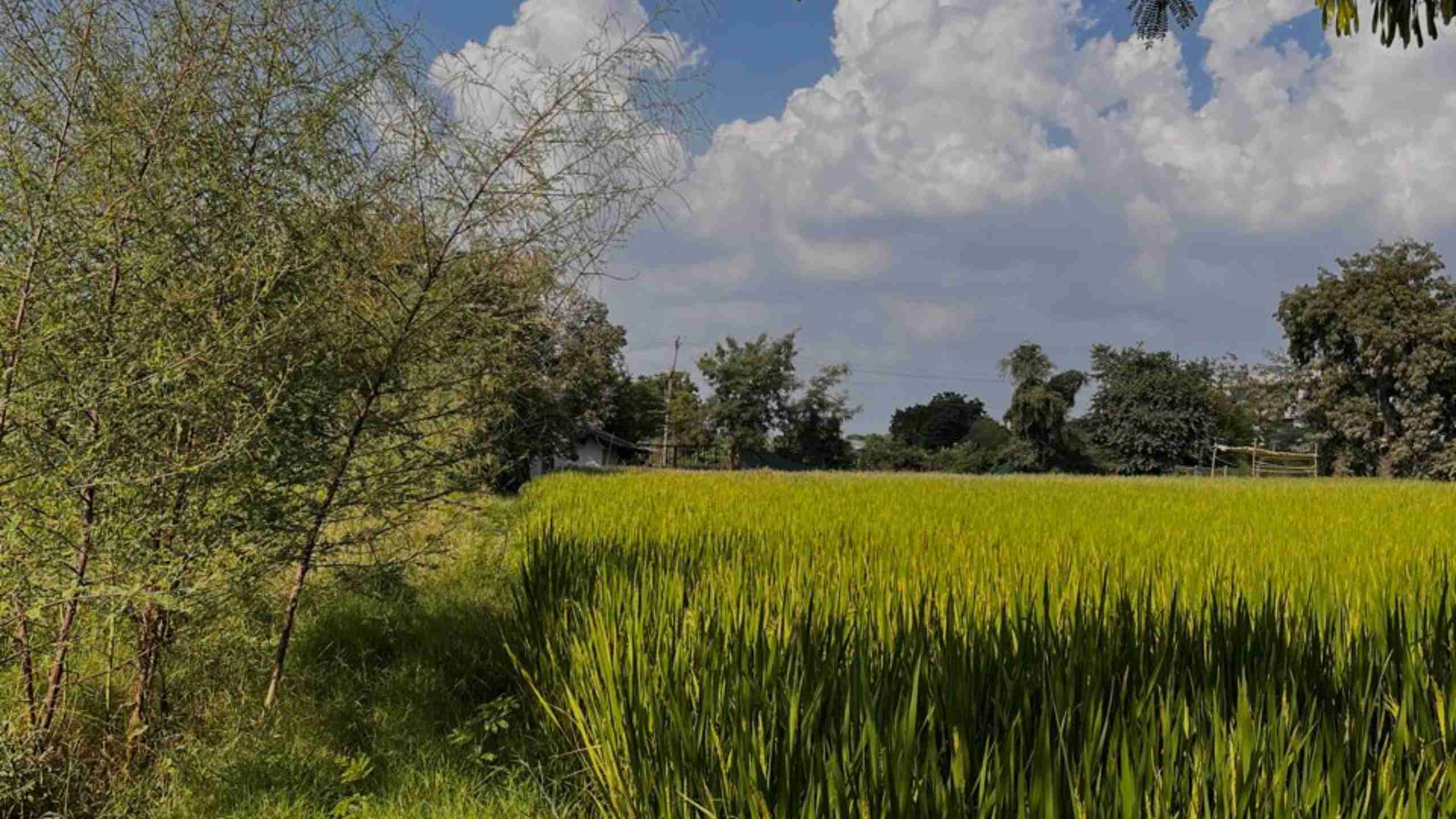 Baagaan: Turning Barren Dreams into a Lush Reality