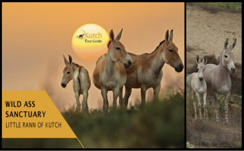 Little Rann of Kutch