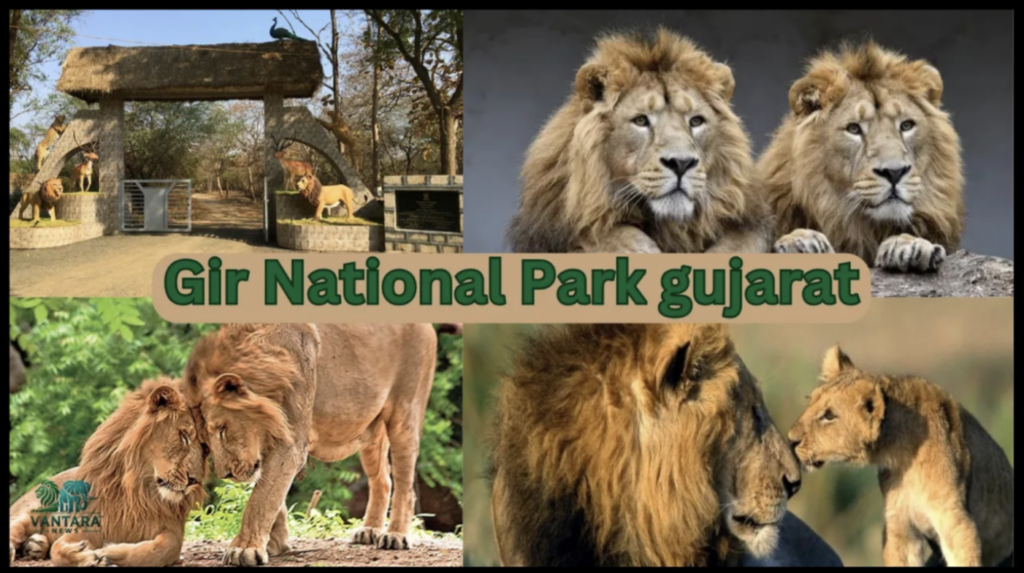 Asiatic Lion at Gir National Park