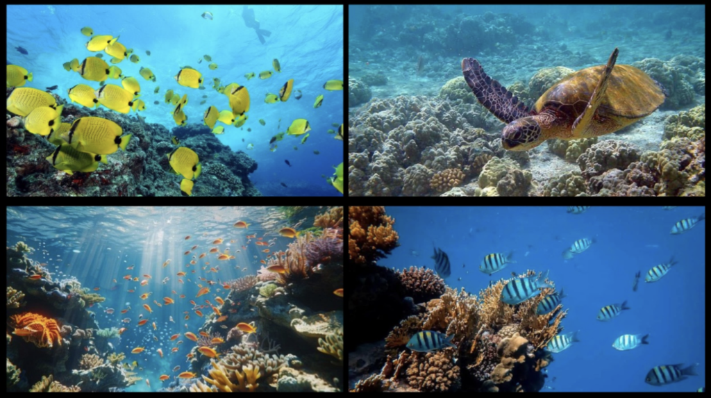 Corals, reef fish, and starfish at Marine National Park