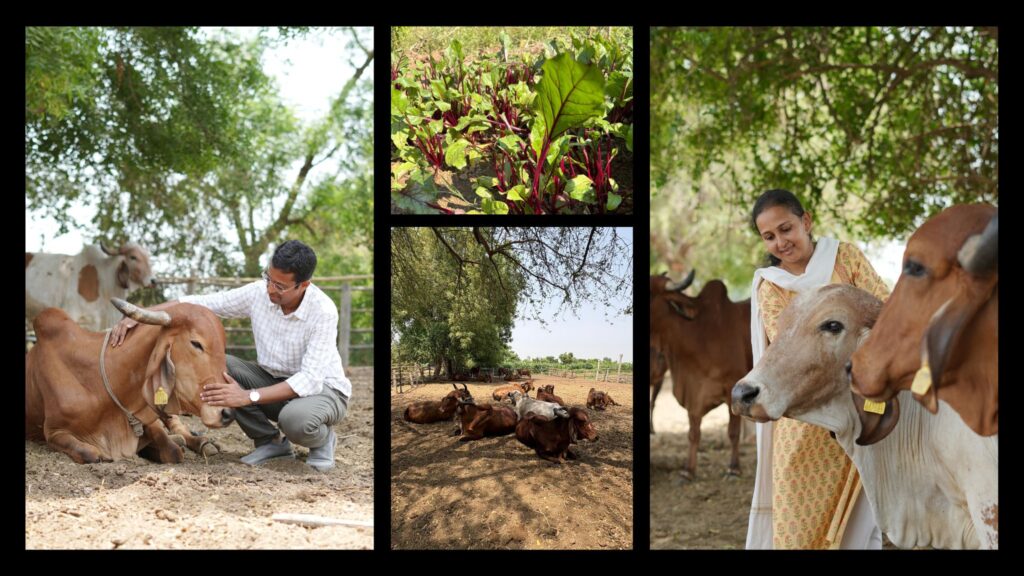 GauNeeti Premium Dairy founder story from 4 Gir cows to a trusted A2 dairy brand serving thousands of families across India GauNeeti Premium Dairy founder story from 4 Gir cows to a trusted A2 dairy brand serving thousands of families across India