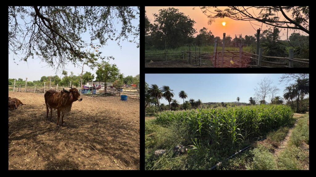 GauNeeti Premium Dairy founder story from 4 Gir cows to a trusted A2 dairy brand serving thousands of families across India GauNeeti Premium Dairy founder story from 4 Gir cows to a trusted A2 dairy brand serving thousands of families across India